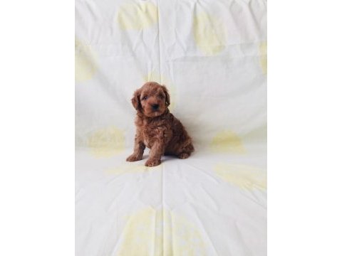 Maltipoo cinsi yavrularım orijinal teacup