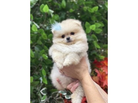 Mini teacup pomeranian oğlumuz