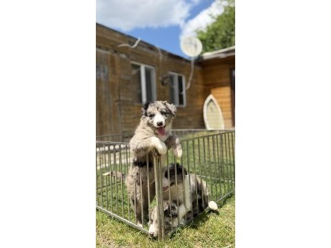 Zeka ve eğlence merle renk border collie yavrular