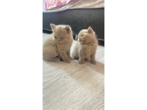 Yeni british shorthair yavrularımız yuvasına gitmeye hazır