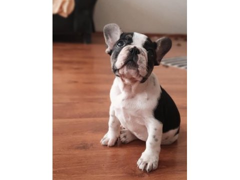 Şcrli anne ve babanın efsane kalite french bulldog yavruları