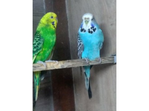 Hazır damızlık show jumbo jumbo çek yerli muhabbet yavrular