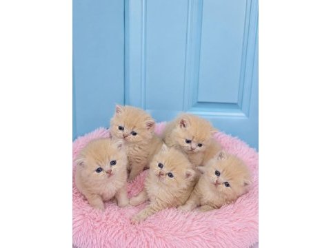 Çok nadir mavi gözlü golden british shorthair yavrular