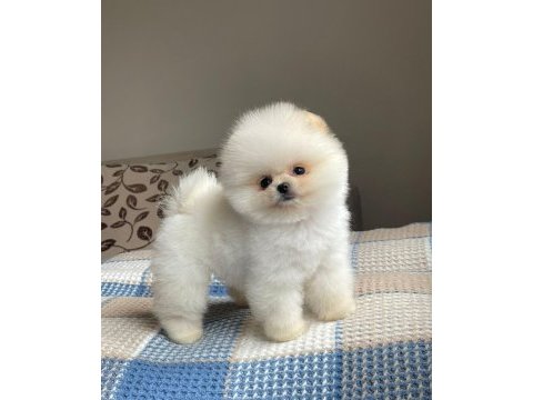 Pomeranian boo