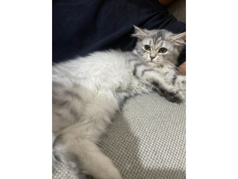 British longhair 4 aylık