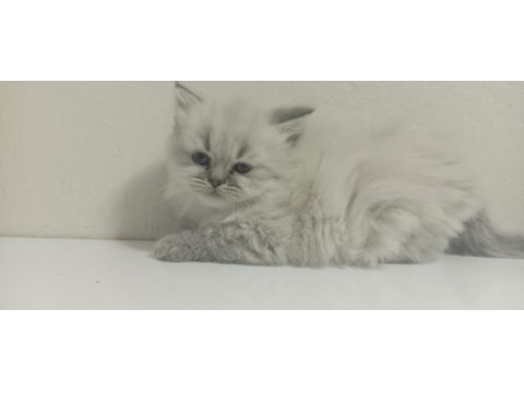 British longhair kardeşler 11 mart doğumlu