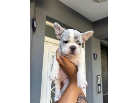 Yavru french bulldog