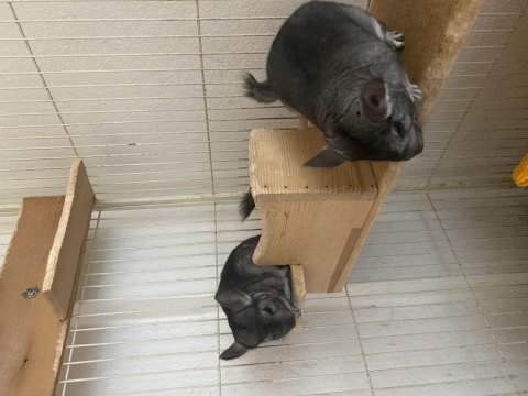 Chinchilla 5 aylık erkek 4 bin