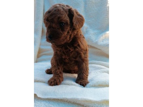 Kore toy poodle