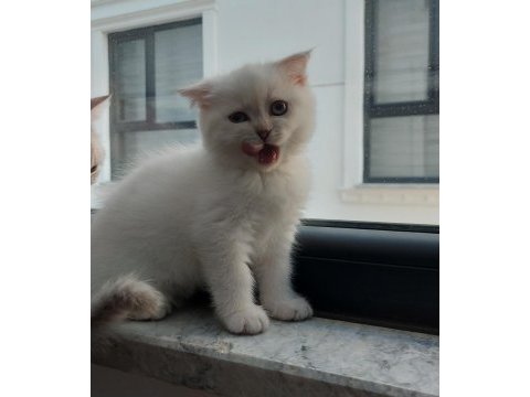 Scottish fold kızım yeni yuvasını bekliyor