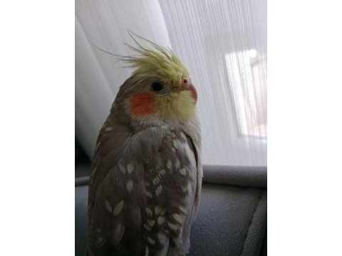 Sultan papağanı 6 aylık omuzdan inmez (dişi)