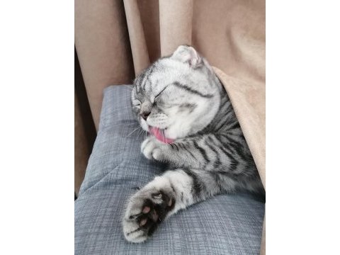 Tabby silver scottish fold