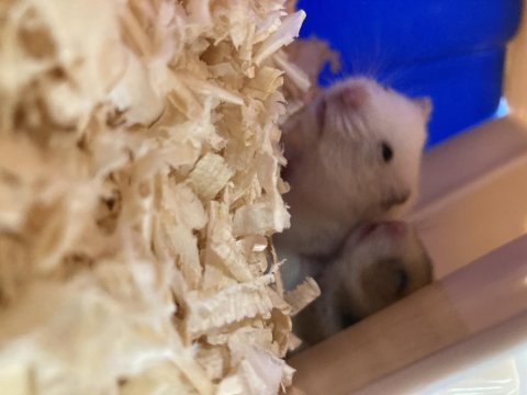 Bodrumda suriye hamster