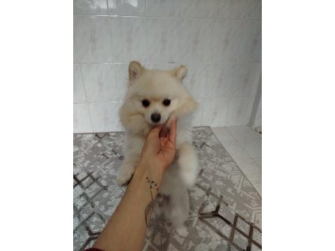 Eğitimli ve karakteri oturmuş 8 aylık pomeranian