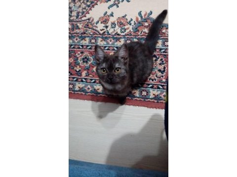 3 aylık dişi british shorthair tuvalet eğitimi vardır