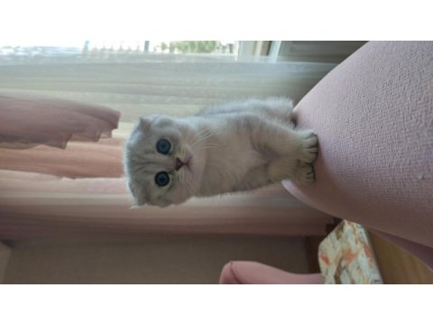 2 aylık scottish fold silver