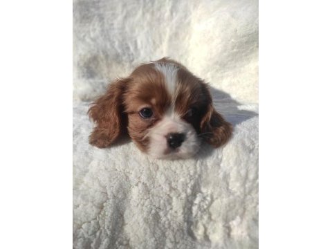 Ev ortamında büyümüş garantili bebek cavalier king charles
