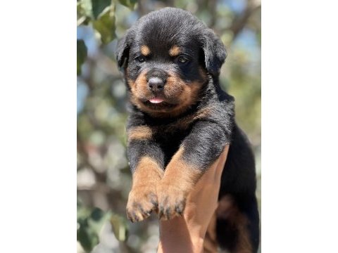 Heybetli ırk garantili rottweiler yavrular