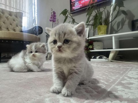 British shorthair yavrular