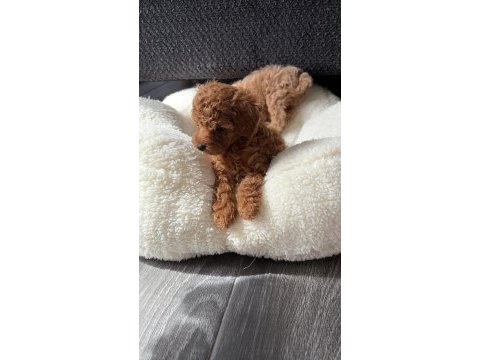 Ev ortamında büyüyen safkan teacup poodle yavrular