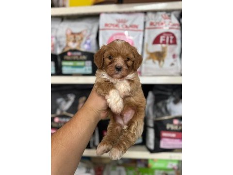 Irk ve sağlık garantili maltipoo yavrularımız