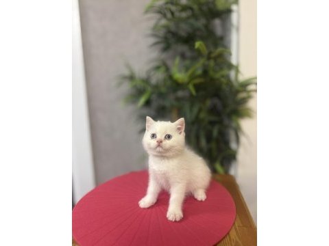 Brıtısh shorthair red point yavrularım 