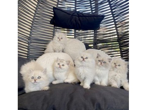 British longhair point bicolor