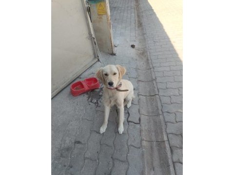 Köpeğe acil yuva arıyoruz sahiplendireceğiz