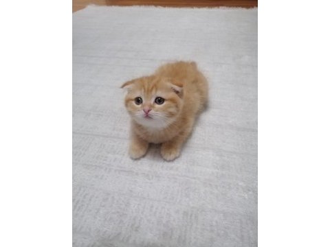 Scottish fold erkek yavrumuz mama ve tuvalet eğitimi tamam