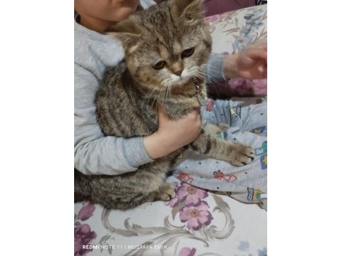 Oyuncu evcil oynamayı seven bütün aşıları tam çipli