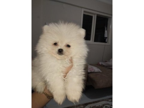 Pomeranian boo ayı surat
