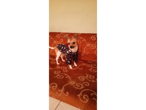 Zorunluluktan chihuahua