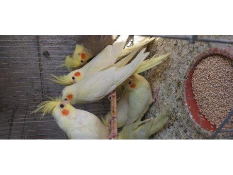 Sultan papağanı yavrular