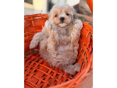 Maltipoo yavrumuz