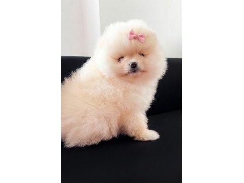 Pomeranian boo baby face