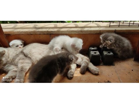 Scottish fold yavrularım