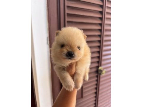 Pomeranian boo gülen yüz