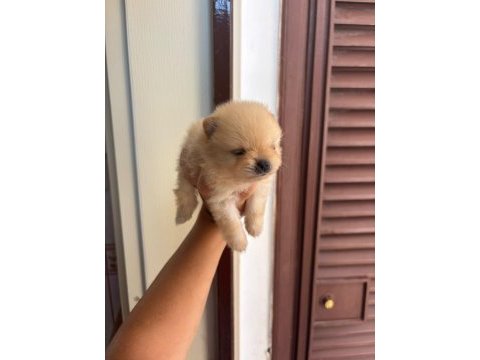Pomeranian boo gülen yüz