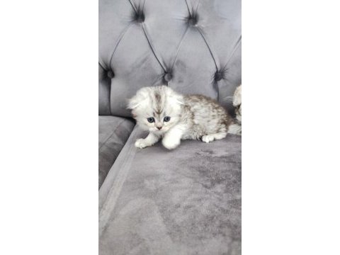 Scottish fold longhair erkek yuva arıyor