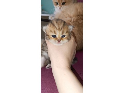 British longhair shorthair yavrular