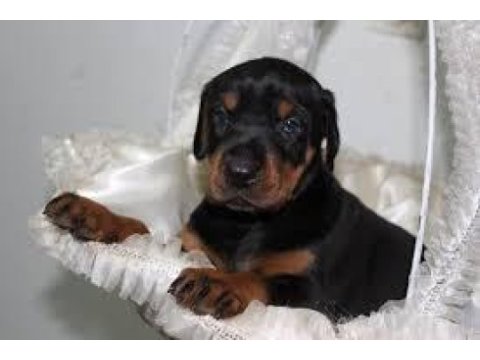 2 aylık ihtişamlı erkek dişi doberman yavrularım