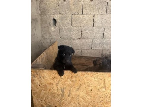 A kalite sable ve solid black alman çoban köpeği yavrular
