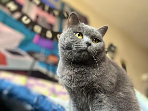 British shorthair kızım yeni yuvasını arıyor top kafa