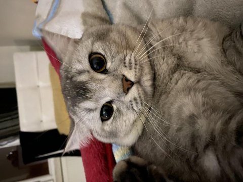 British shorthair çok akıllı kedimiz