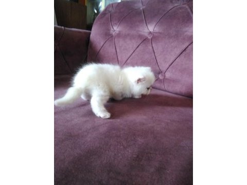 İran persian saf bebekler