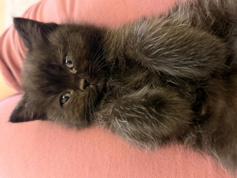Yeni yuvalarına gitmeye hazır scottish fold