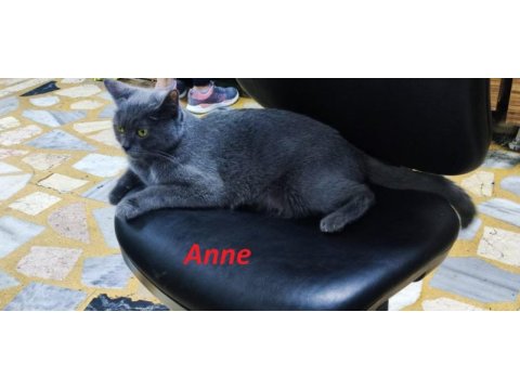 Scottish fold 2 aylık