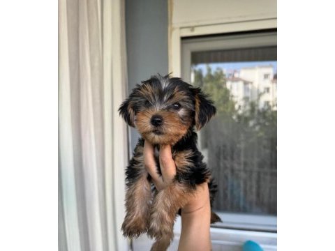 Yorkshire terrier bebeklerim yeni yuvasını arıyor