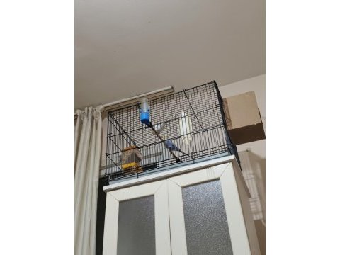 Sağlıklı muhabbet kuşları ister toplu ister tek tek