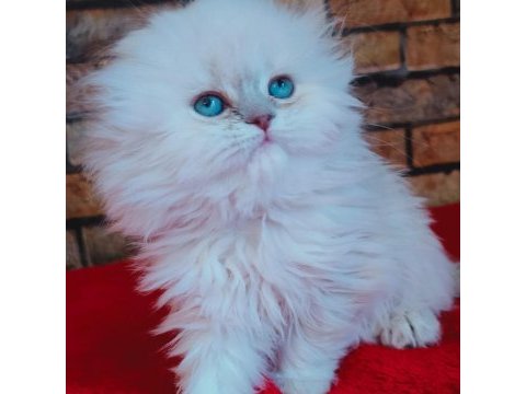 2 aylık scottish fold kızımıza yuva arıyoruz